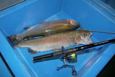 としまえんフィッシングエリア 釣果