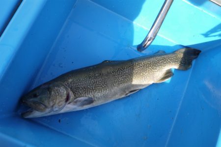 としまえんフィッシングエリア 釣果