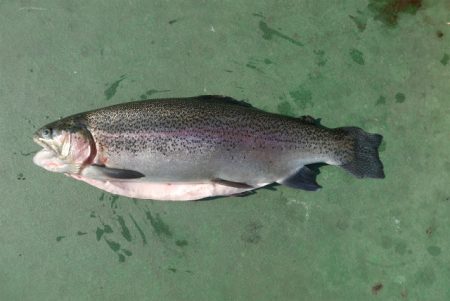 としまえんフィッシングエリア 釣果