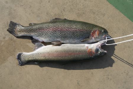 としまえんフィッシングエリア 釣果