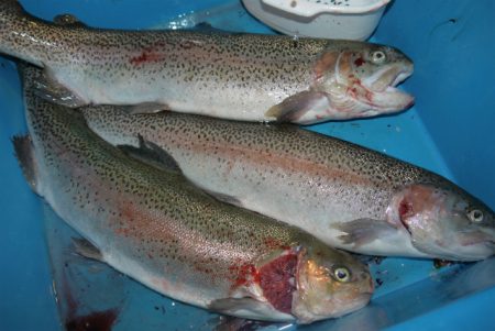 としまえんフィッシングエリア 釣果