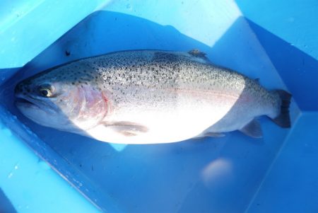 としまえんフィッシングエリア 釣果