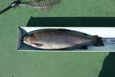 としまえんフィッシングエリア 釣果