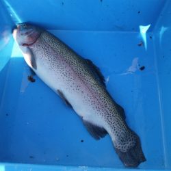 としまえんフィッシングエリア 釣果