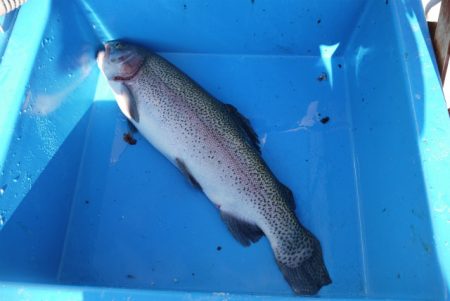 としまえんフィッシングエリア 釣果