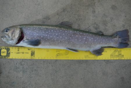 としまえんフィッシングエリア 釣果