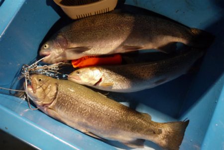 としまえんフィッシングエリア 釣果