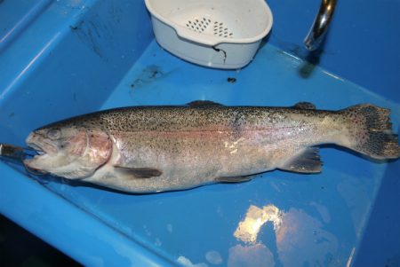 としまえんフィッシングエリア 釣果