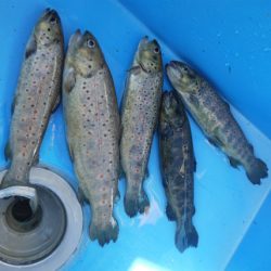 としまえんフィッシングエリア 釣果