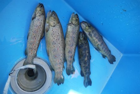 としまえんフィッシングエリア 釣果