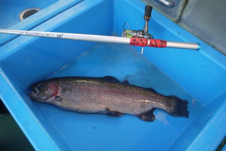 としまえんフィッシングエリア 釣果