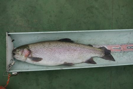 としまえんフィッシングエリア 釣果