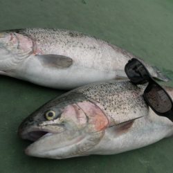 としまえんフィッシングエリア 釣果