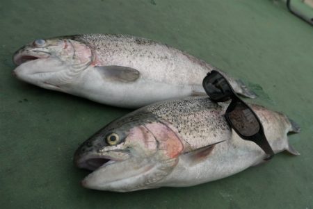 としまえんフィッシングエリア 釣果