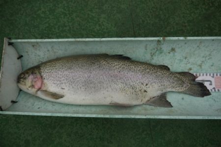 としまえんフィッシングエリア 釣果