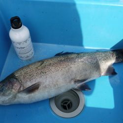 としまえんフィッシングエリア 釣果