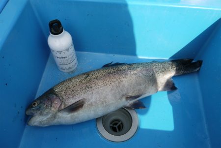 としまえんフィッシングエリア 釣果