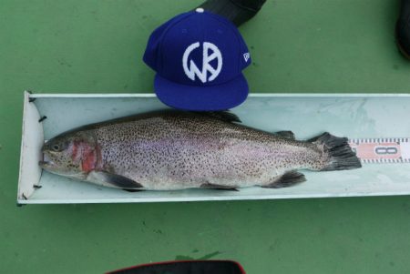 としまえんフィッシングエリア 釣果