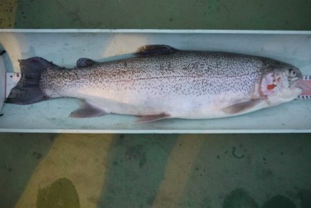 としまえんフィッシングエリア 釣果