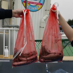 としまえんフィッシングエリア 釣果