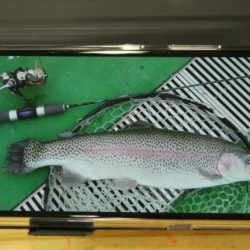 としまえんフィッシングエリア 釣果