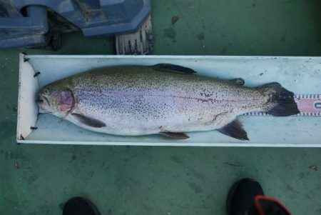 としまえんフィッシングエリア 釣果