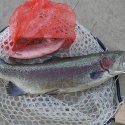 としまえんフィッシングエリア 釣果