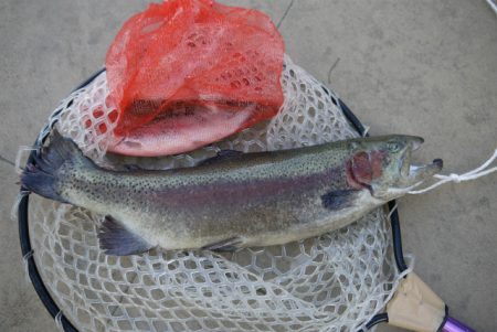 としまえんフィッシングエリア 釣果