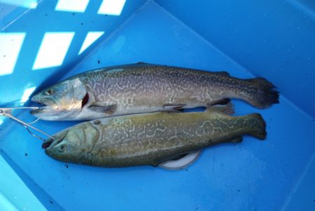 としまえんフィッシングエリア 釣果