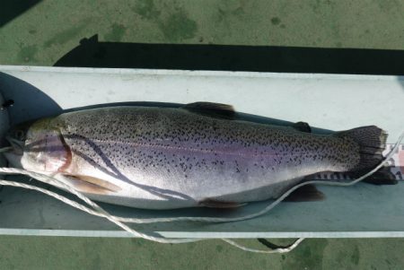 としまえんフィッシングエリア 釣果