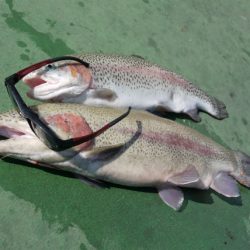 としまえんフィッシングエリア 釣果