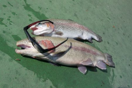 としまえんフィッシングエリア 釣果