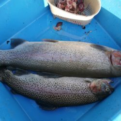 としまえんフィッシングエリア 釣果