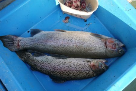 としまえんフィッシングエリア 釣果