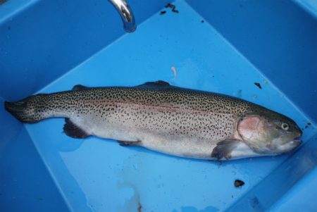 としまえんフィッシングエリア 釣果