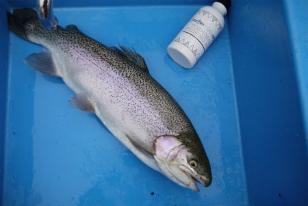 としまえんフィッシングエリア 釣果