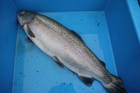 としまえんフィッシングエリア 釣果