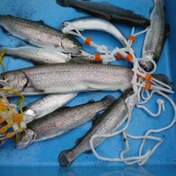 としまえんフィッシングエリア 釣果