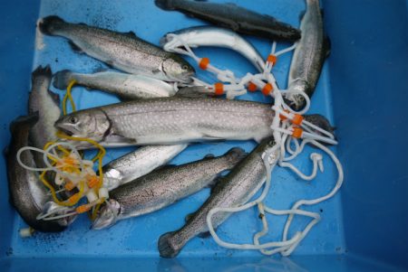 としまえんフィッシングエリア 釣果