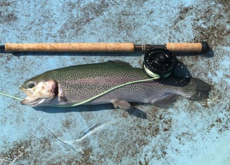 としまえんフィッシングエリア 釣果