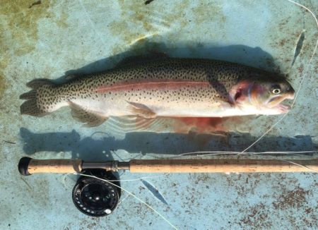 としまえんフィッシングエリア 釣果