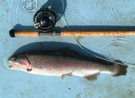 としまえんフィッシングエリア 釣果