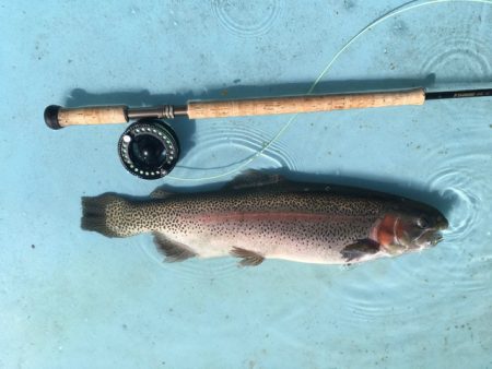 としまえんフィッシングエリア 釣果