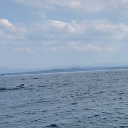 「LaGooN」蒼陽丸 日和号 釣果