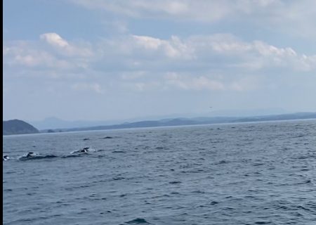 「LaGooN」蒼陽丸 日和号 釣果