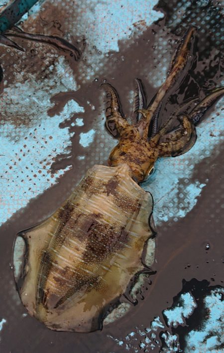 シースナイパー海龍 釣果