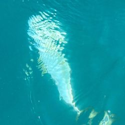 あみや渡船 JIGBOY 釣果