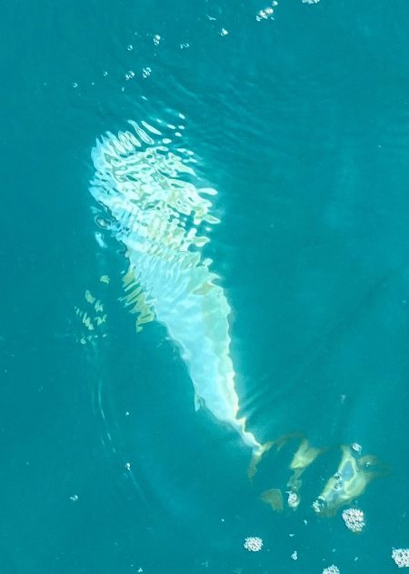 あみや渡船 JIGBOY 釣果