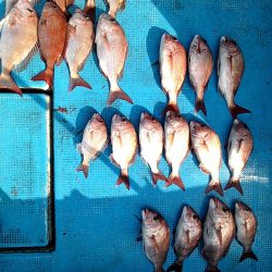 フィッシングガイド りょう 釣果