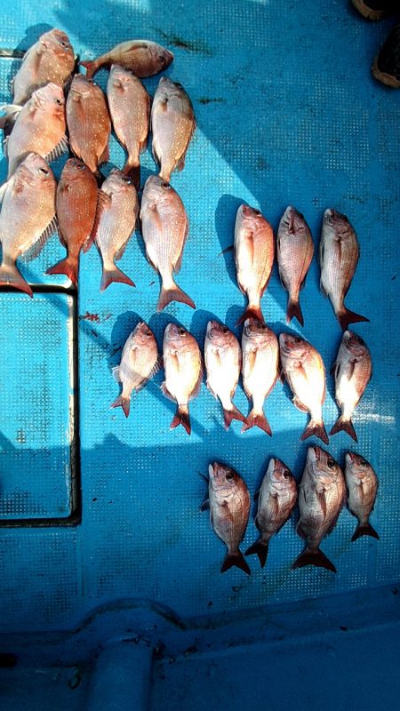 フィッシングガイド りょう 釣果